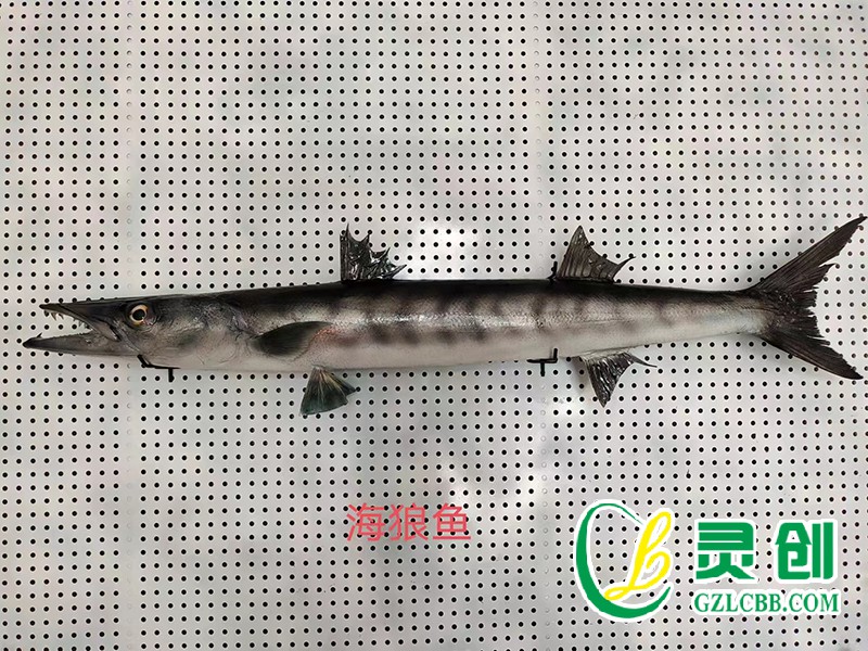 海狼魚標(biāo)本