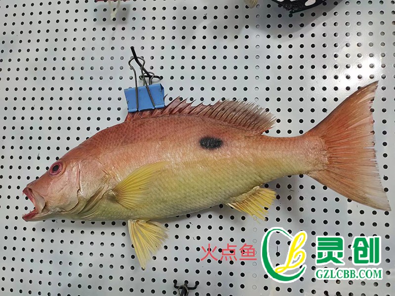 火點魚標(biāo)本