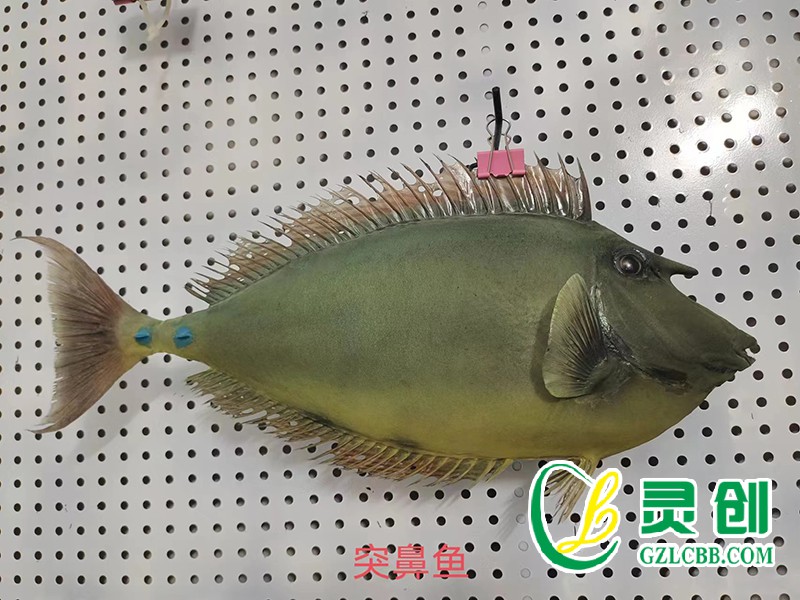 突鼻魚標本