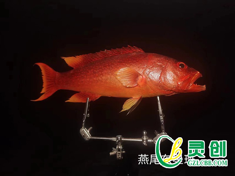 燕尾東星斑魚標本