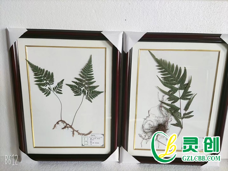 植物保色臘葉標本